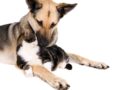 Um encontro que pode mudar duas vidas: cães e gatos esperam por um novo lar neste sábado