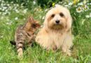 Um novo amigo não se compra, se abraça: prefeitura promove mais uma edição do Evento de Adoção de Cães e Gatos neste sábado